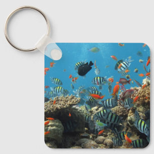 Stripey Tropical Fish Coral Chaos Keychain