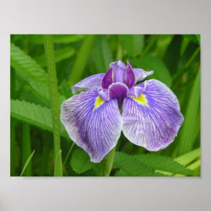 Stripped Iris Poster
