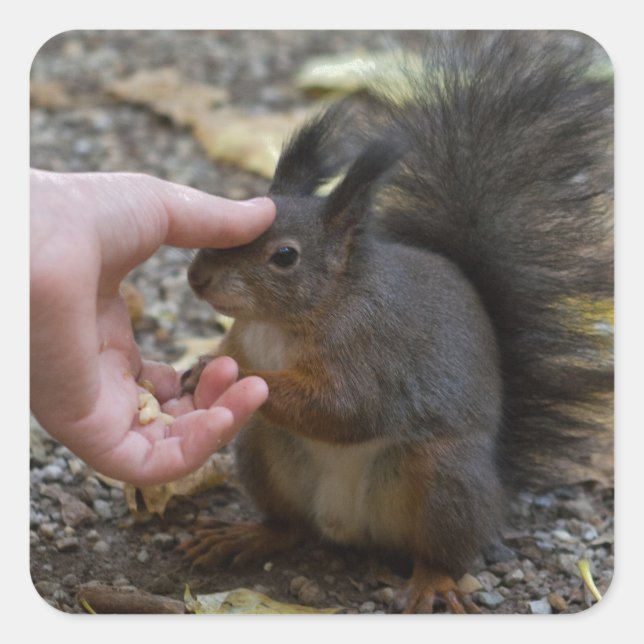 stroke a squirrel square sticker (Front)