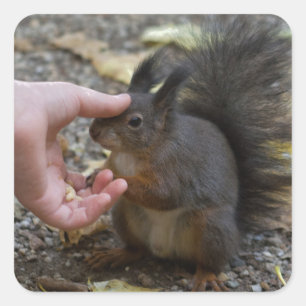 stroke a squirrel square sticker