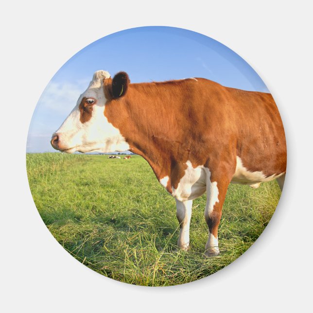 Strong Friesian cow Magnet (Front)