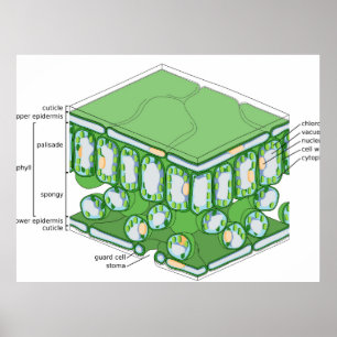 Structure des tissus de la feuille Affiche de diag