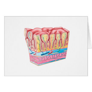 Structure Et Couches Anatomiques Du Mur D'Estomac