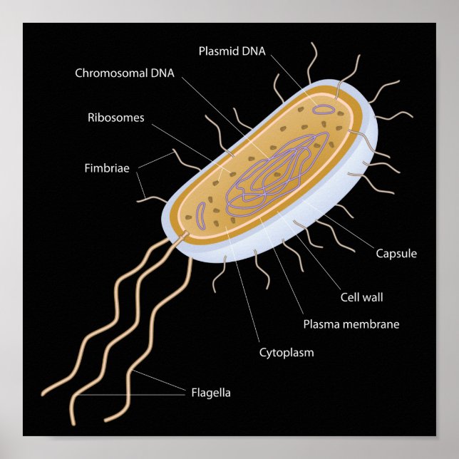 Structure of a bacterial cell Poster (Front)