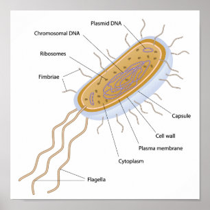Structure of a bacterial cell poster