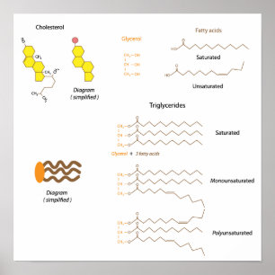 Structure of cholesterol and triglycerides Poster