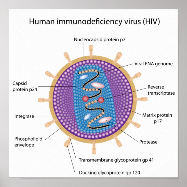 Structure of HIV poster (Front)