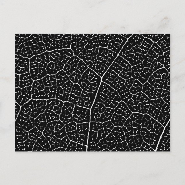Structure of Leaf Veins Postcard (Front)