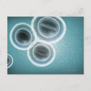 Structure of MRSA Postcard