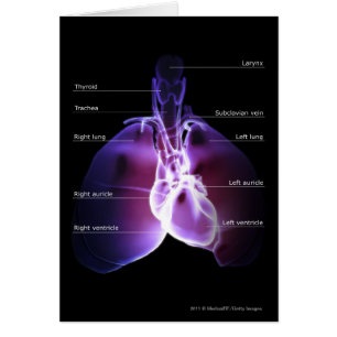 Structure of the heart and lungs