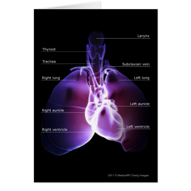 Structure of the heart and lungs (Front)