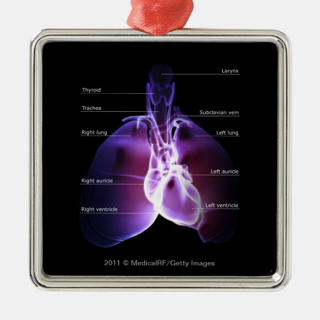Structure of the heart and lungs metal ornament (Front)
