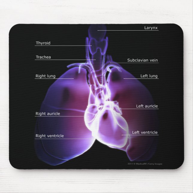 Structure of the heart and lungs mouse pad (Front)