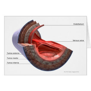 Structure of the Vein Wall