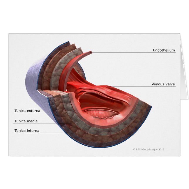 Structure of the Vein Wall (Front Horizontal)