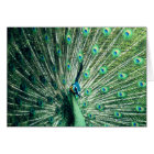 Strut Peacock