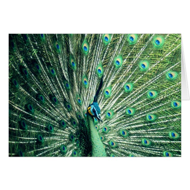 Strut Peacock (Devant horizontal)