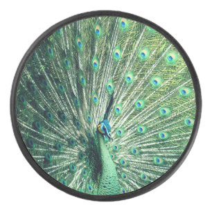 Strut Peacock