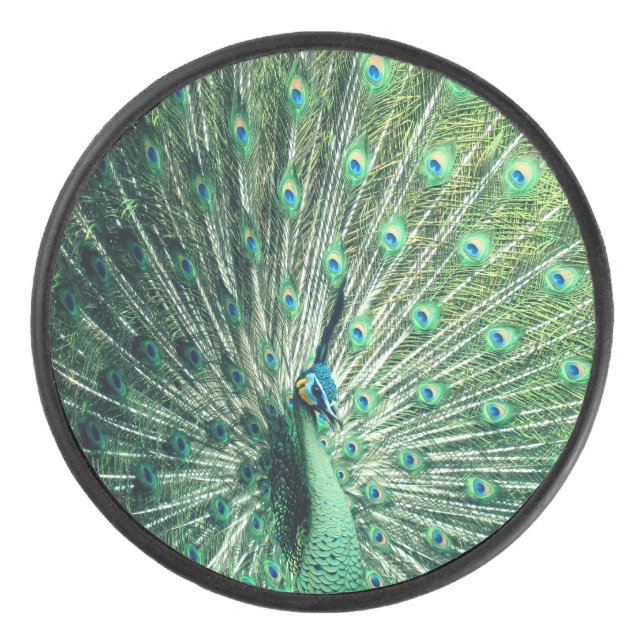 Strut Peacock (Devant)