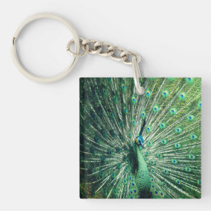Strut Peacock