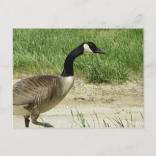 Strutting Goose Postcard
