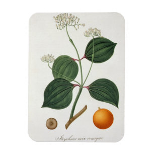 Strychnos nux vomica from 'Phytographie Medicale' Magnet