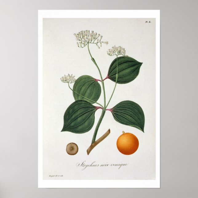 Strychnos nux vomica from 'Phytographie Medicale' Poster (Front)