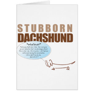 Stubborn Dachshund..WHATEVER !