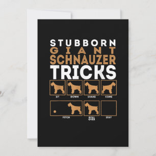 Stubborn Giant Schnauzer Dog Tricks Graphic Announcement