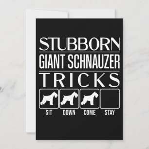 Stubborn Giant Schnauzer Tricks, Funny Giant Schna Announcement