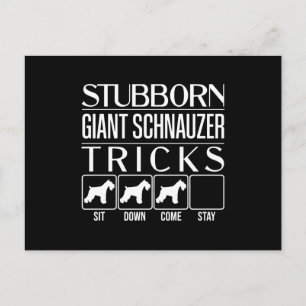 Stubborn Giant Schnauzer Tricks, Funny Giant Schna Holiday Postcard