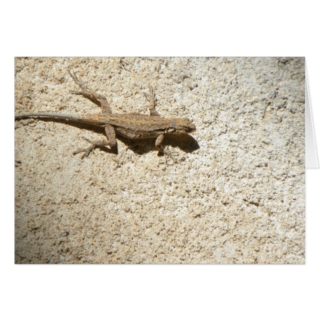 Stucco lizard card (Front Horizontal)