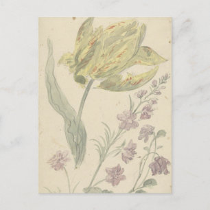 Studie Van Een Gele Tulp En Een Andere Plant  Postcard