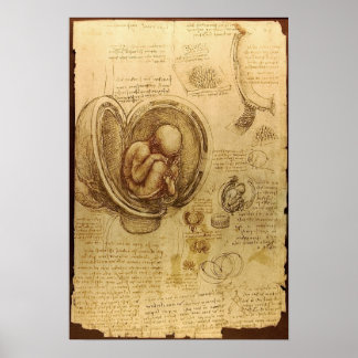 Studies of Embryos Poster