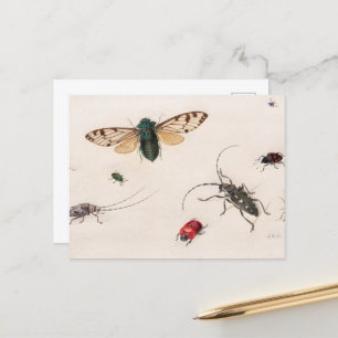 Studies of Insects by Johannes Bronckhorst Postcard
