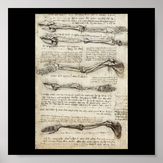 Studies of the Arm by Leonardo Da Vinci c. 1510 Poster