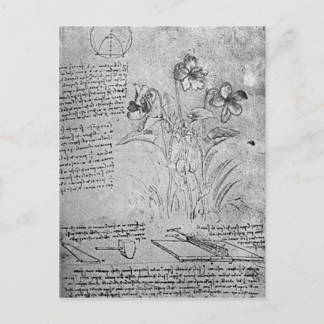 Studies of Violas Postcard (Front)