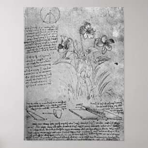 Studies of Violas Poster