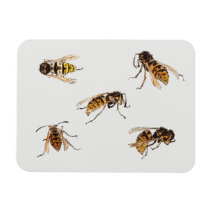 Studies of wasps - Julie de Graag Magnet