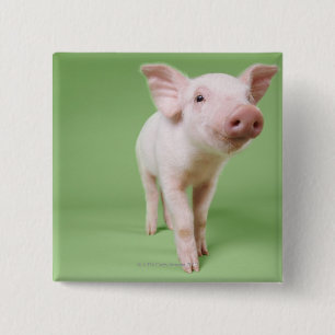 Studio Cut Out of a Piglet Standing 2 Inch Square Button