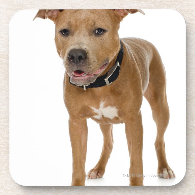 Studio portrait of American pit bull puppy 2 Coaster (Front)