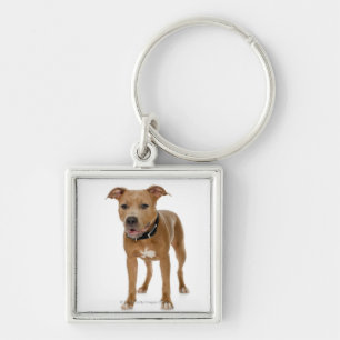 Studio portrait of American pit bull puppy 2 Keychain
