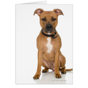 Studio portrait of American pit bull puppy 3