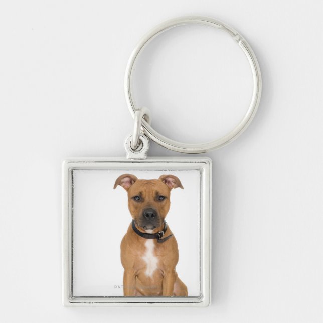 Studio portrait of American pit bull puppy 3 Keychain (Front)