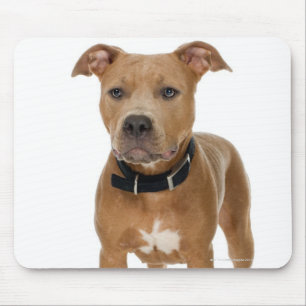 Studio portrait of American pit bull puppy Mouse Pad