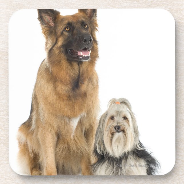 Studio portrait of Belgian shepherd and Shih Tzu Coaster (Front)