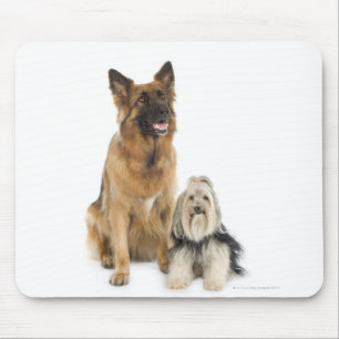 Studio portrait of Belgian shepherd and Shih Tzu Mouse Pad