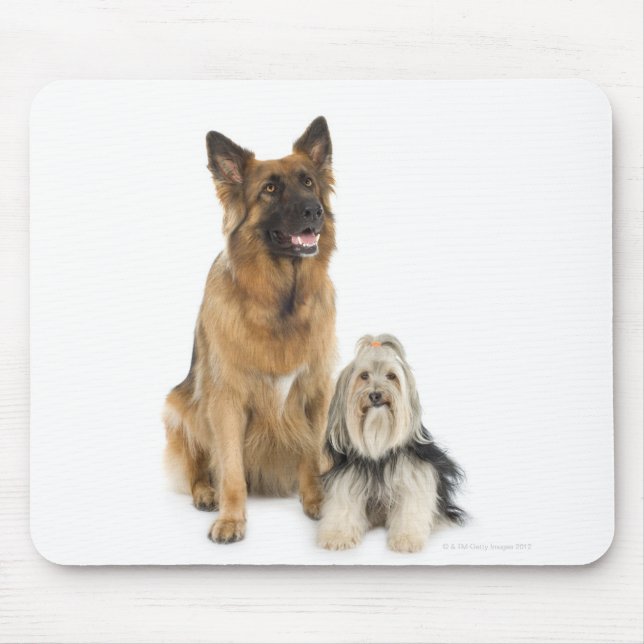 Studio portrait of Belgian shepherd and Shih Tzu Mouse Pad (Front)