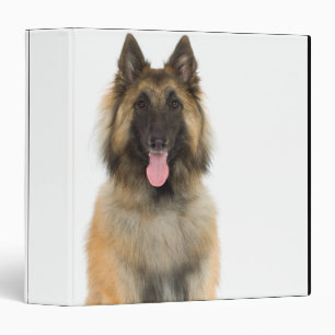 Studio portrait of Belgian shepherd dog Binder