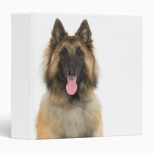 Studio portrait of Belgian shepherd dog Binder